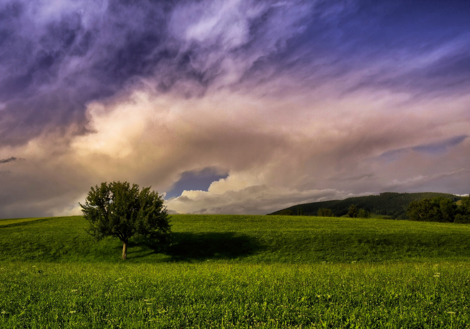 .............l'albero.............