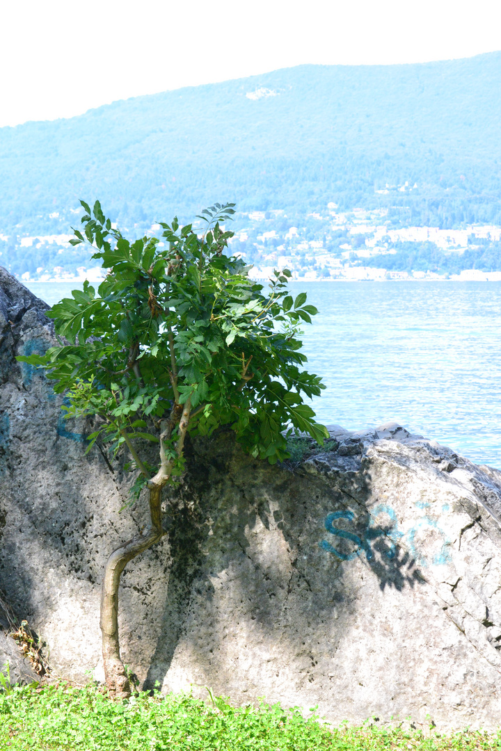 L'albero affacciato