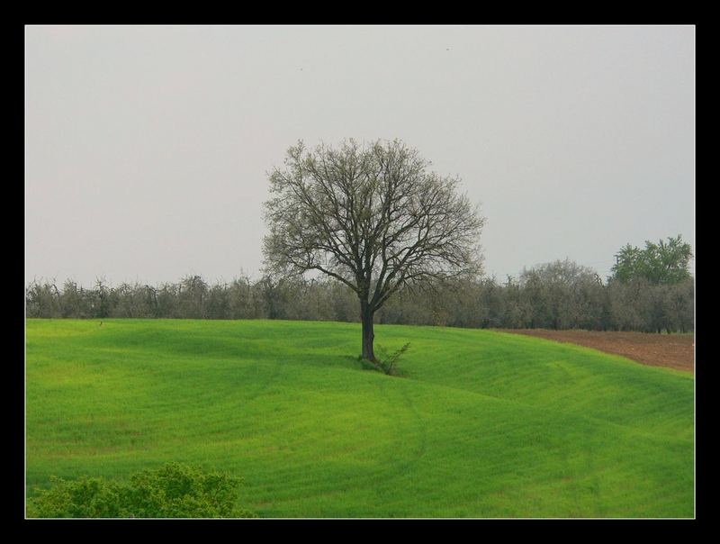 L'albero