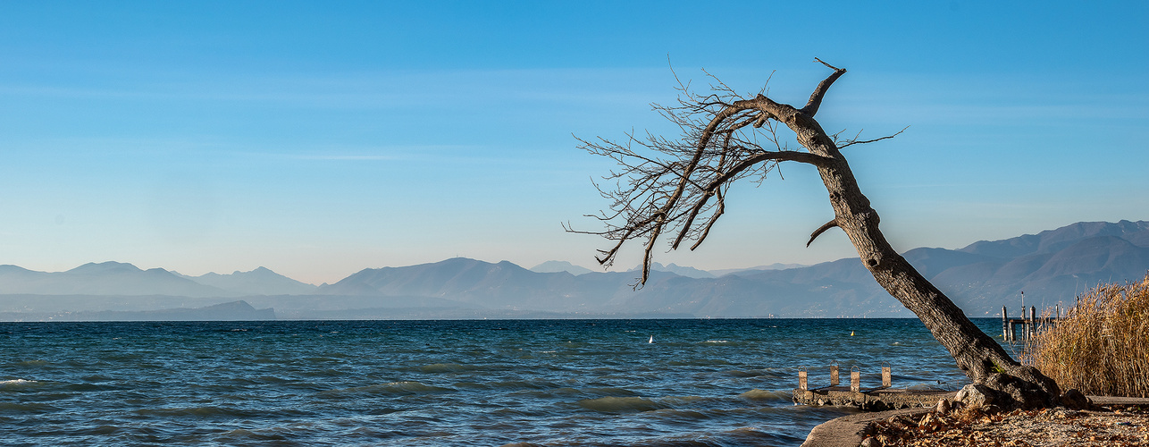 L'albero cadente