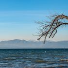 L'albero cadente