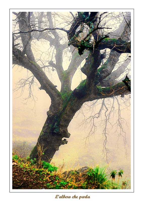 L'albero che parla  -  The tree speaks