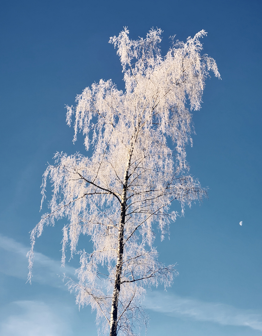L'albero congelato