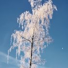 L'albero congelato