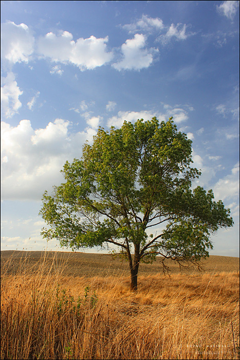 L'albero