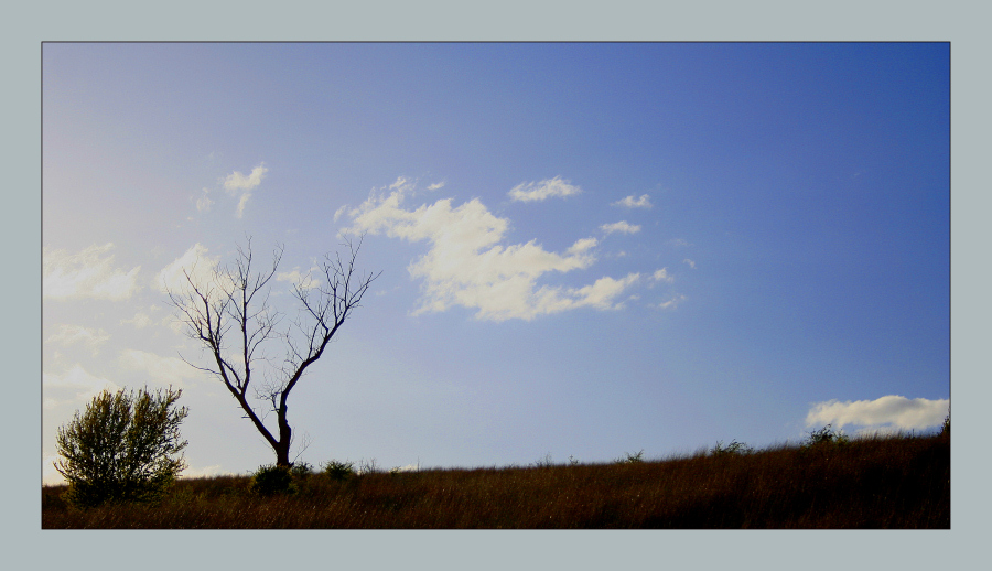 L'albero degli zecchini