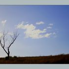 L'albero degli zecchini