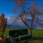 L'albero dei cachi.