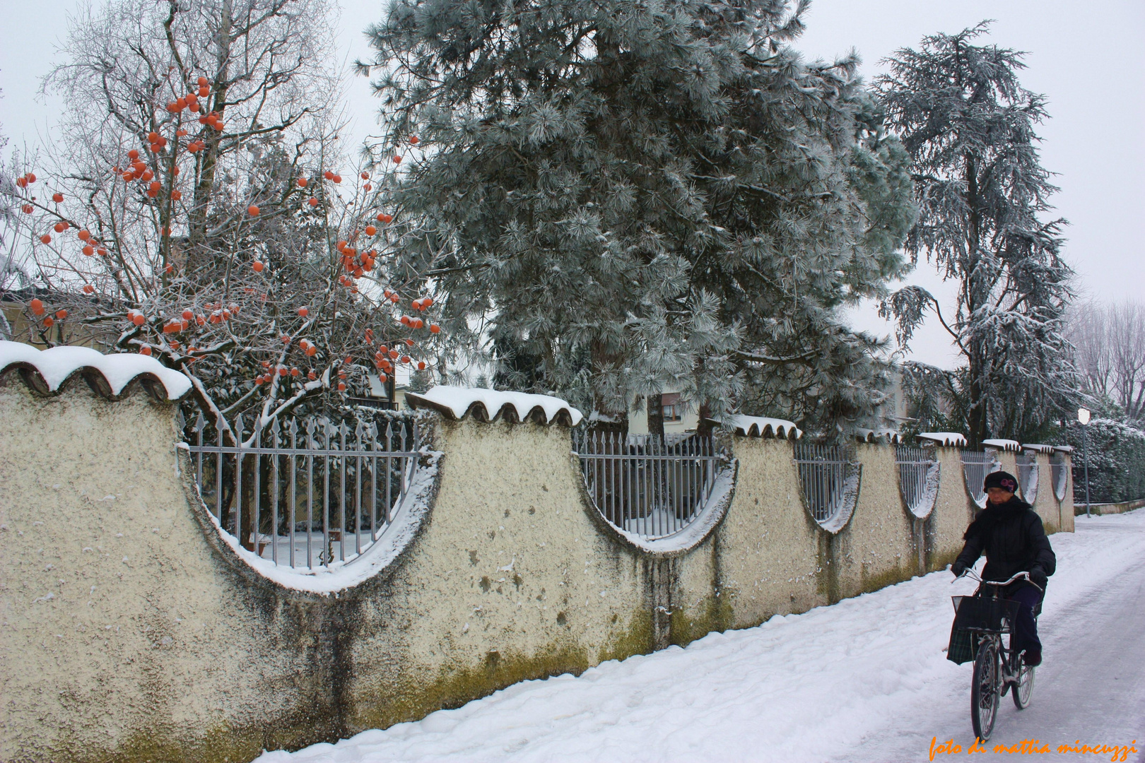 " l'albero dei cachi "