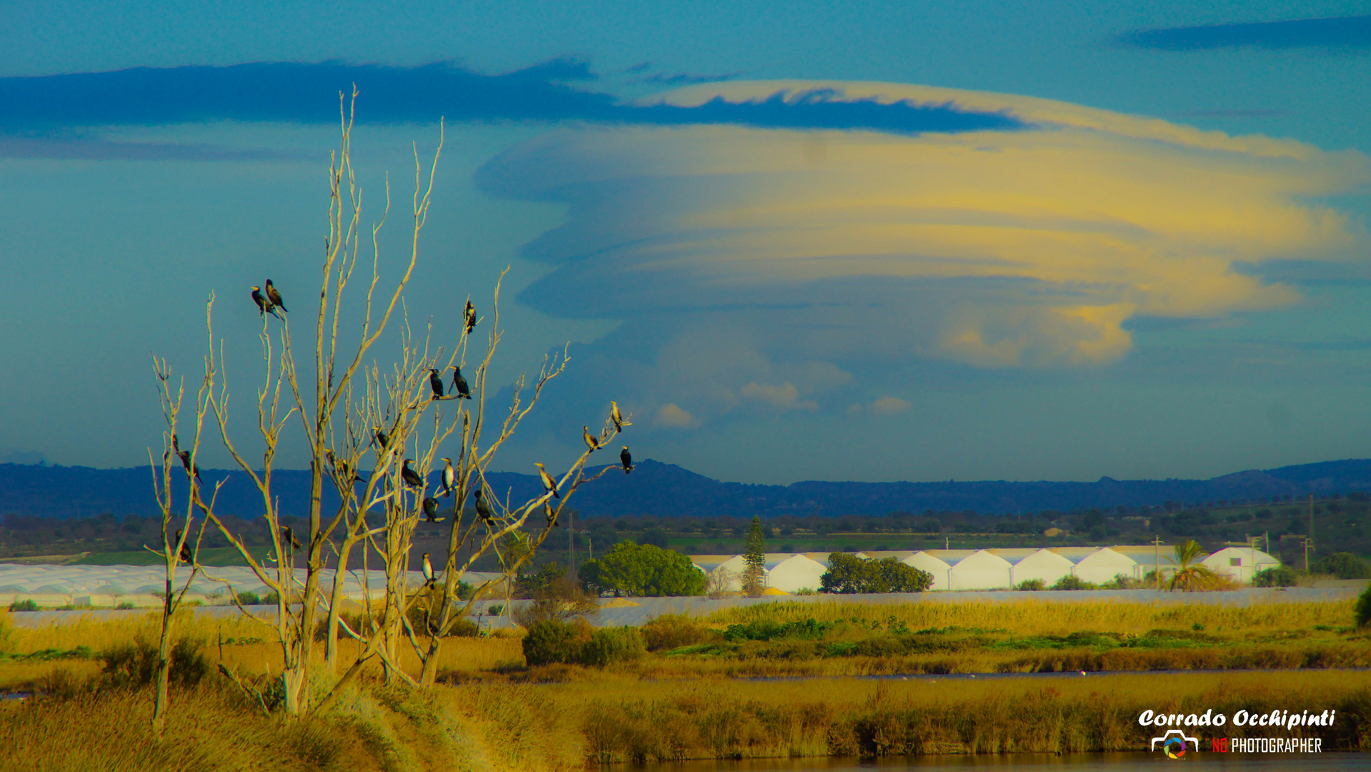 L'albero dei Cormorani