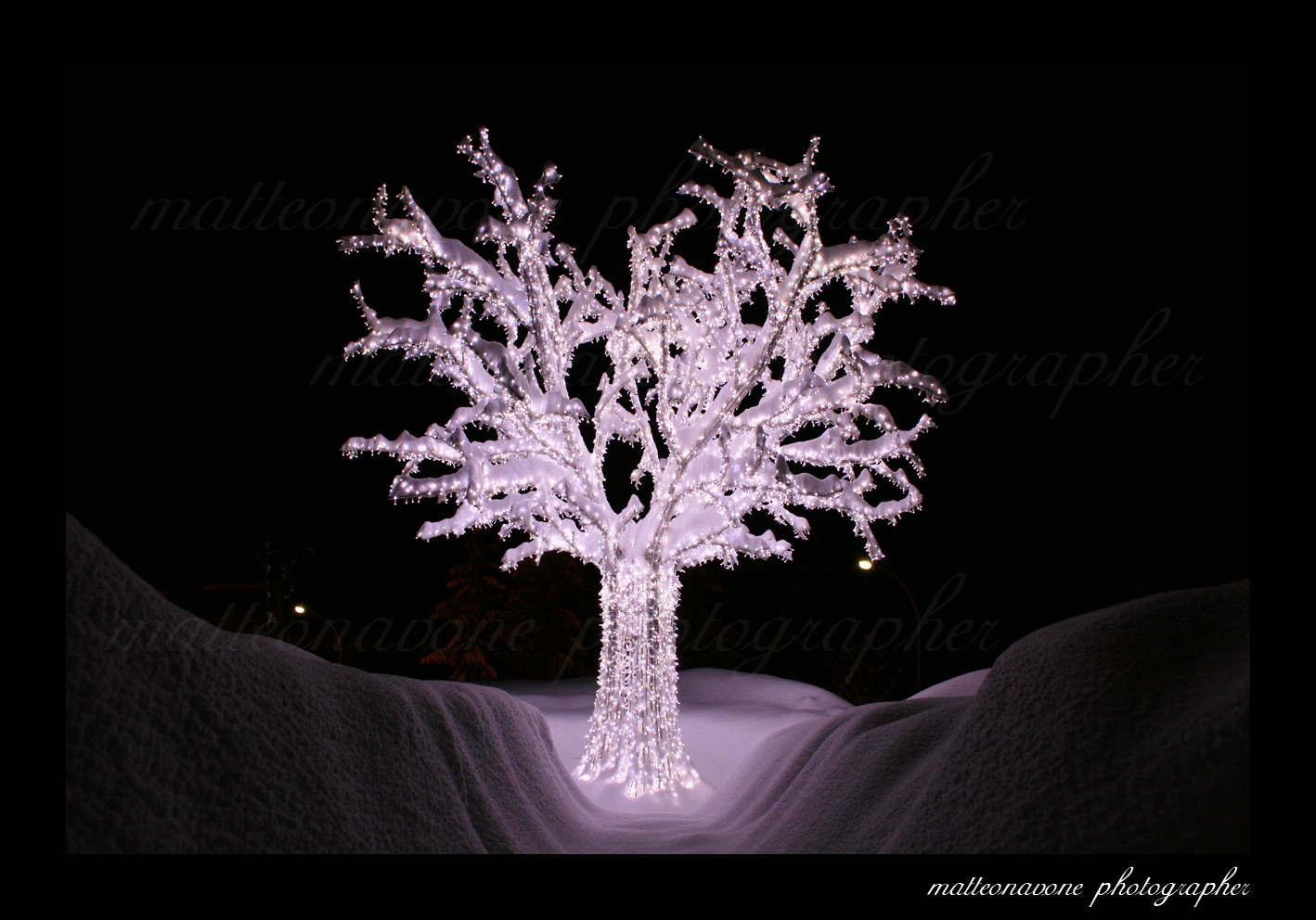 l'albero dei sogni