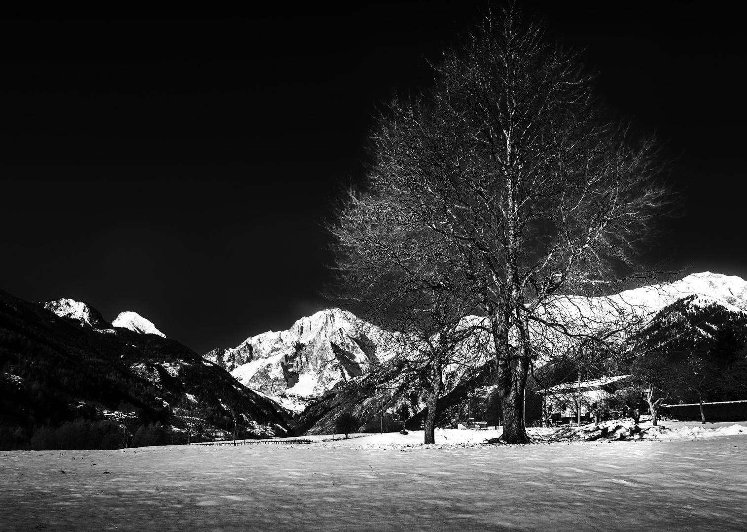 L’albero del Bianco