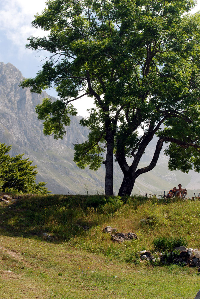 l'albero del cross