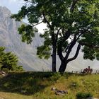 l'albero del cross