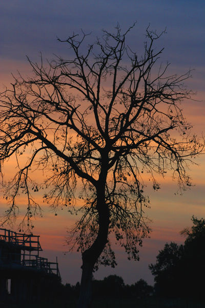 l'albero del tramonto