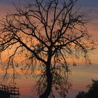 l'albero del tramonto