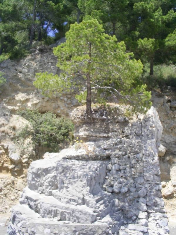 l'albero della speranza