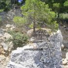 l'albero della speranza