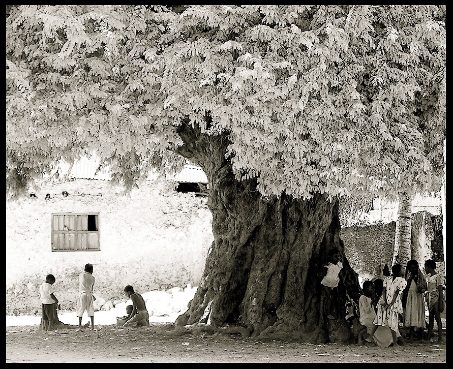 L'ALBERO DELLA VITA