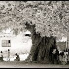 L'ALBERO DELLA VITA