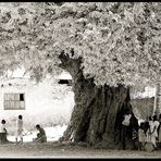 L'ALBERO DELLA VITA