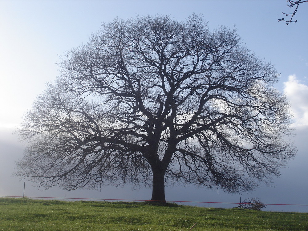 l'albero della vita