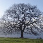 l'albero della vita