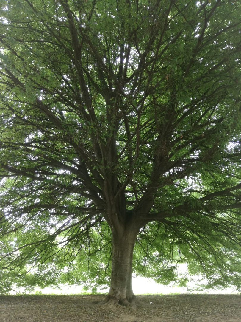 L'albero della vita