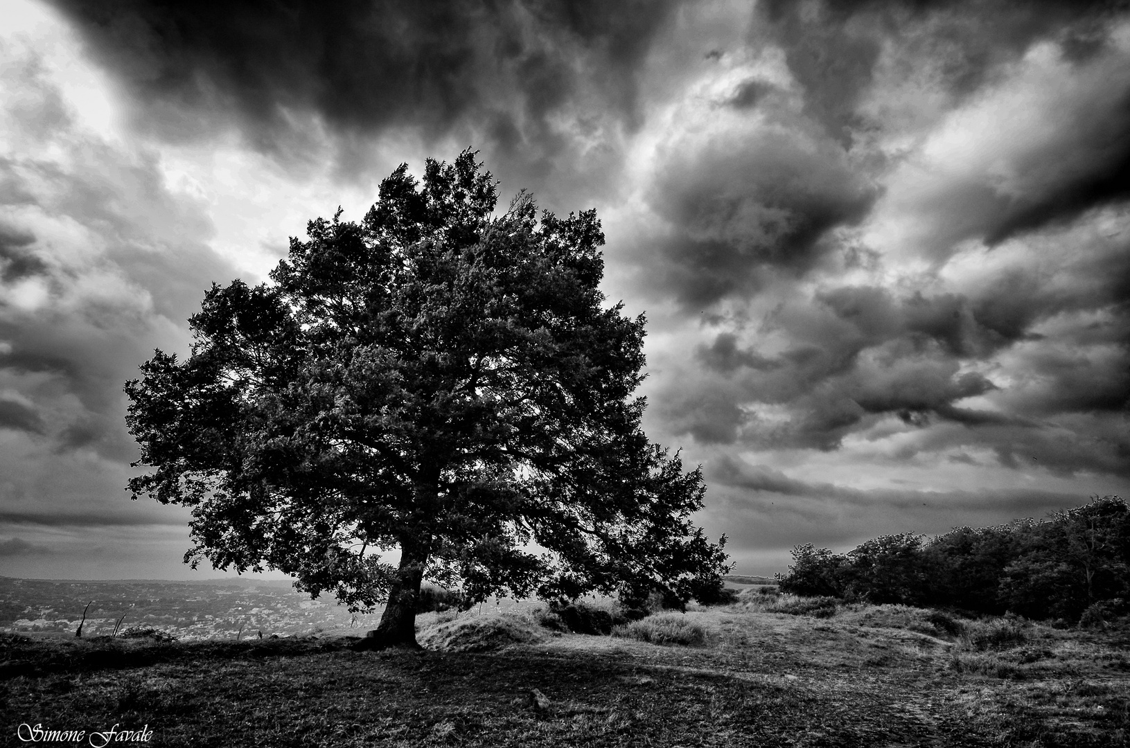 L'Albero della Vita...