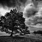 L'Albero della Vita...