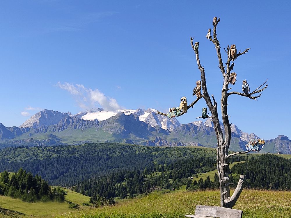 L'albero delle civette e la Marmolada