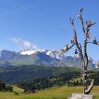 L'albero delle civette e la Marmolada