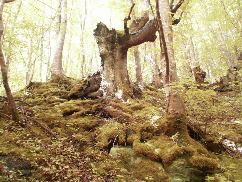 L'albero dell'impiccato