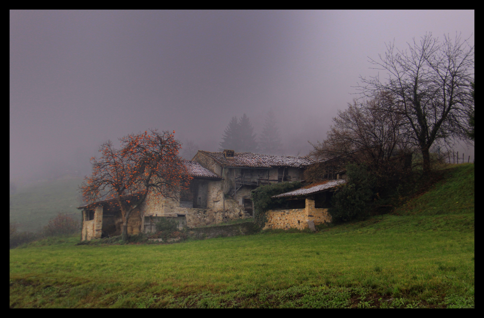 l'albero di cachi