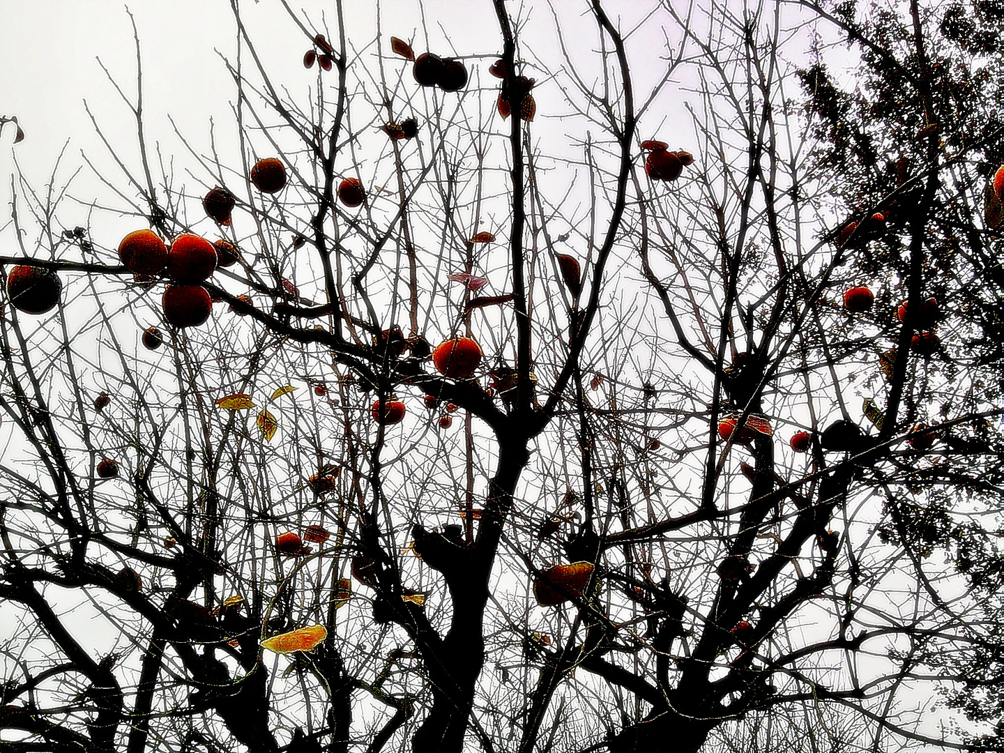 L'albero di cachi, i suoi rami come ragnatele.