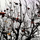 L'albero di cachi, i suoi rami come ragnatele.