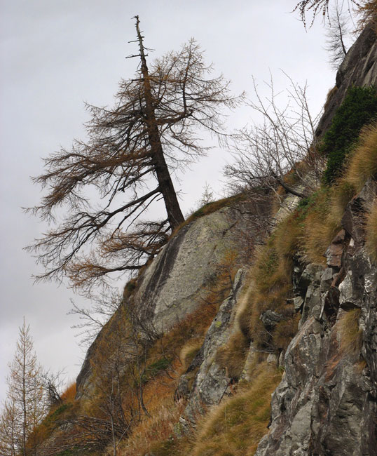 l'albero di Halloween