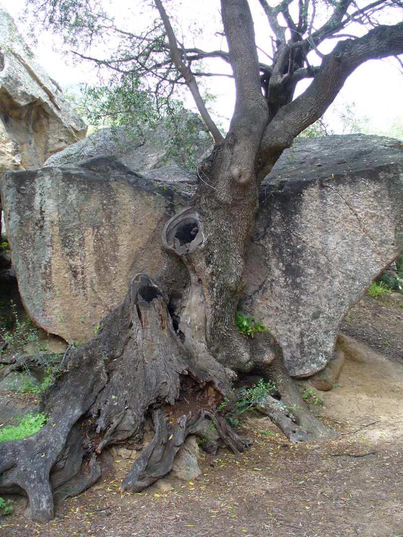 L'albero di Napoleone Bonaparte....