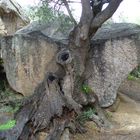 L'albero di Napoleone Bonaparte....