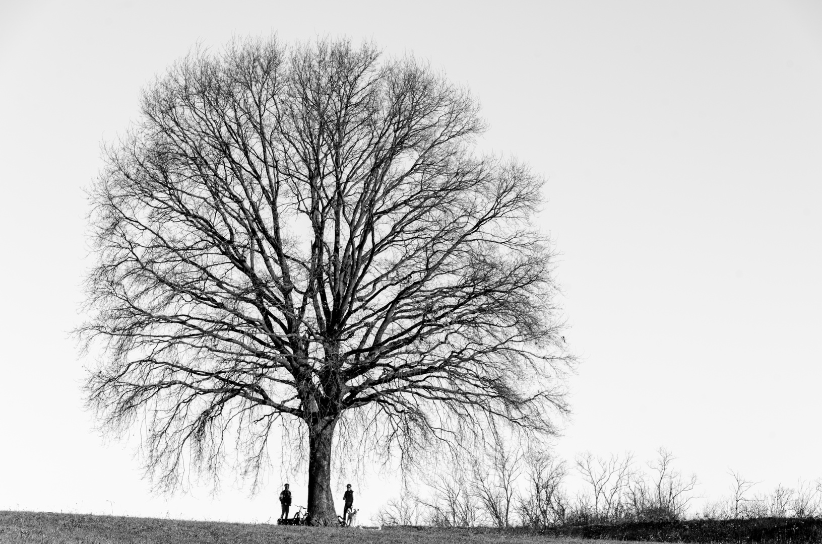 L'albero dove trovarci.