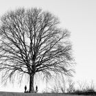 L'albero dove trovarci.