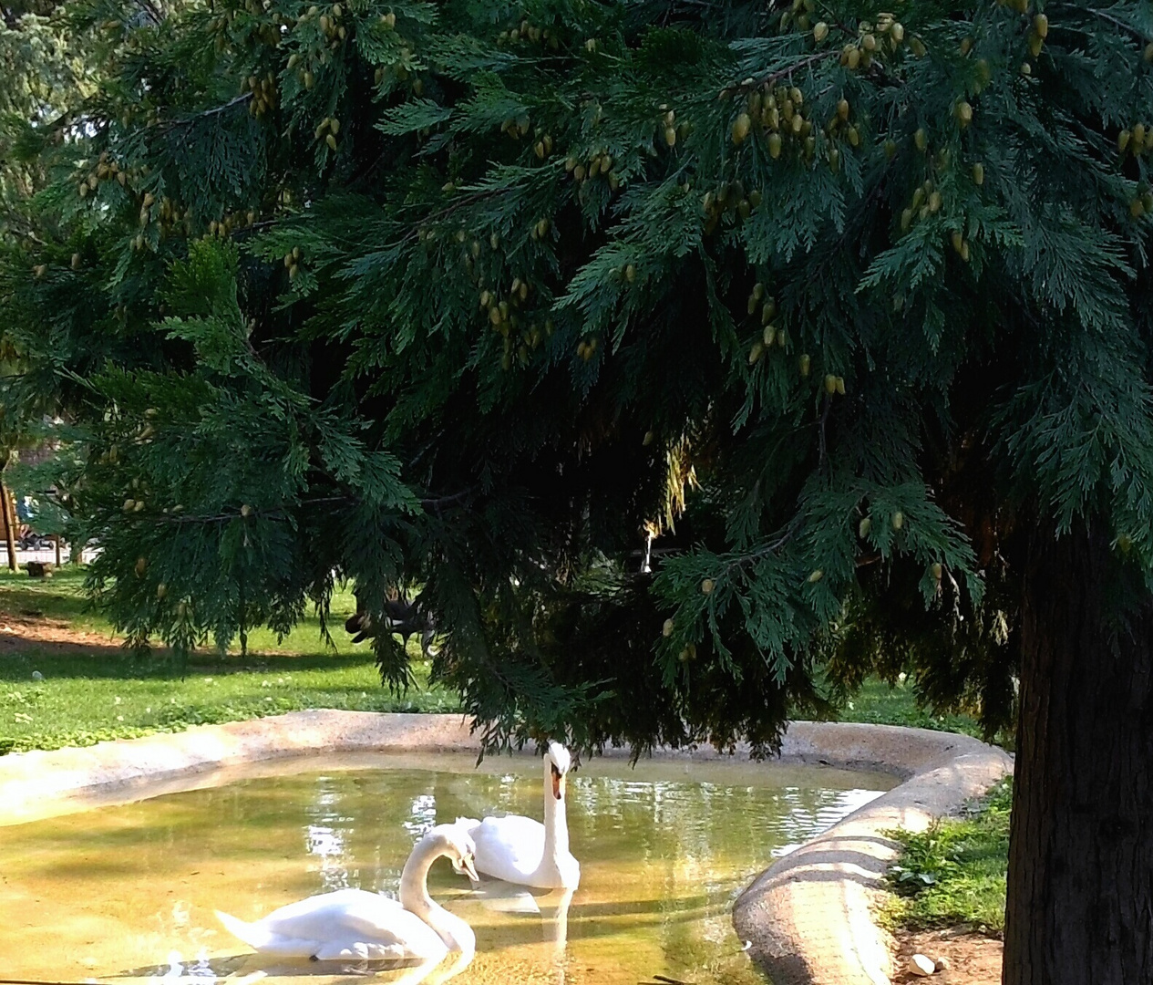 L'albero e i cigni