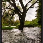 L'albero e il torrente