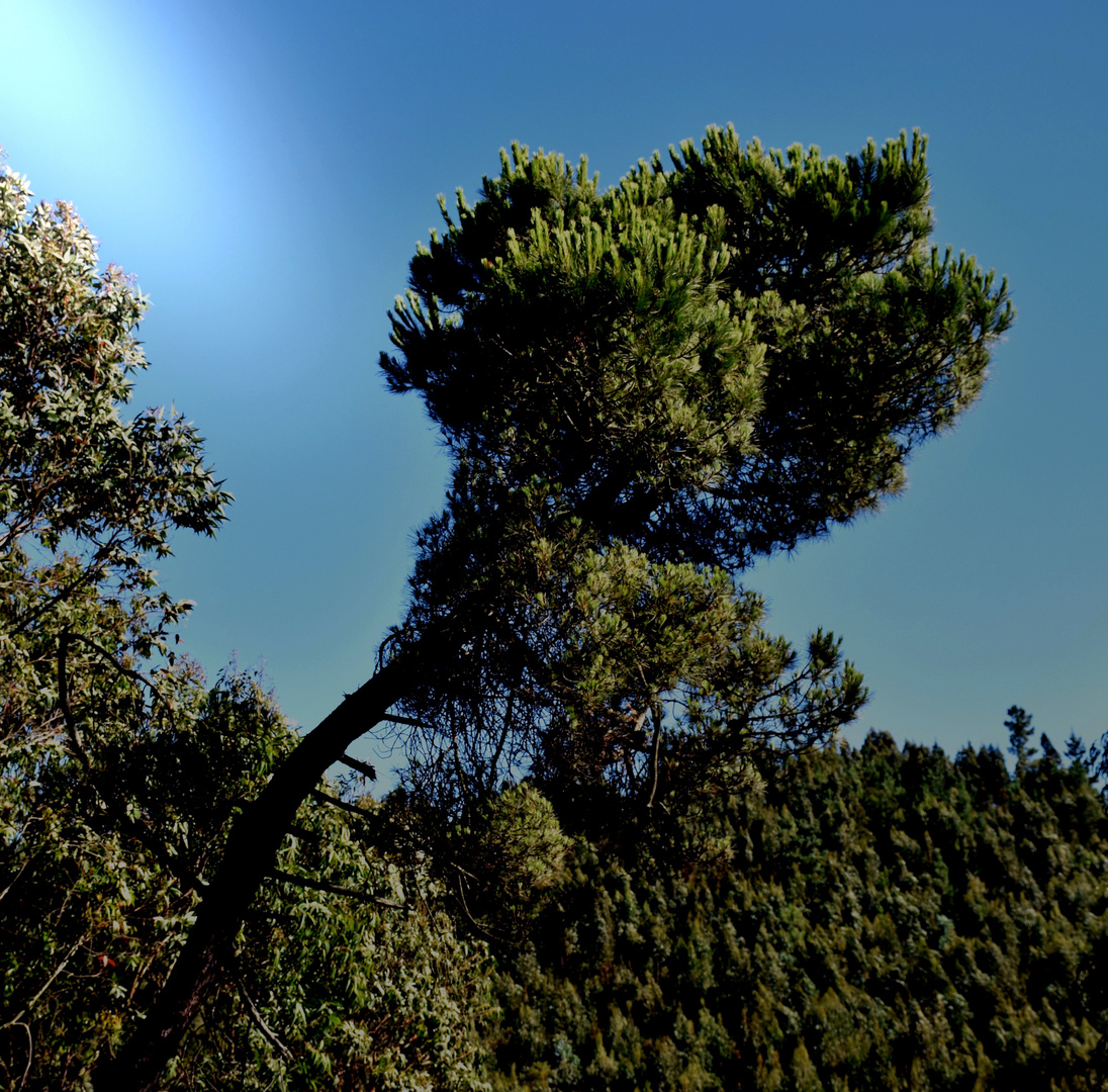 L'albero e il vento