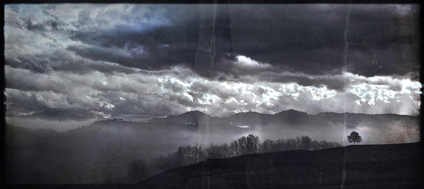 L'albero e la nebbia ...