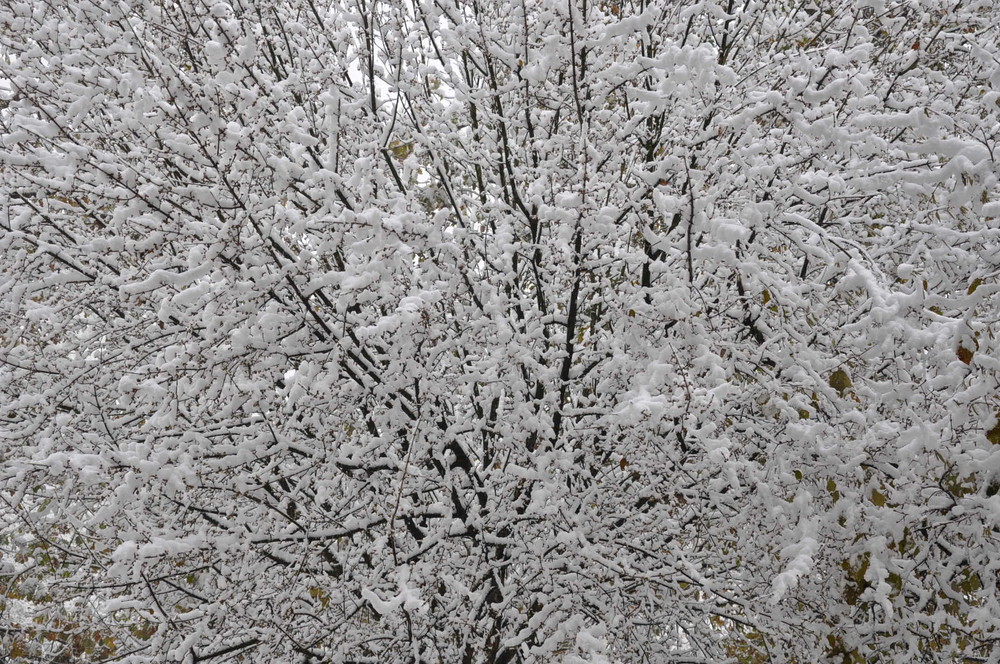 l'albero e la neve