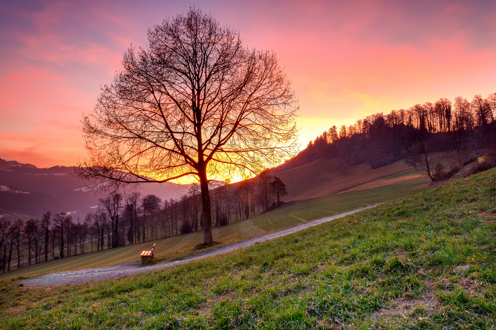 l'albero e la panchina