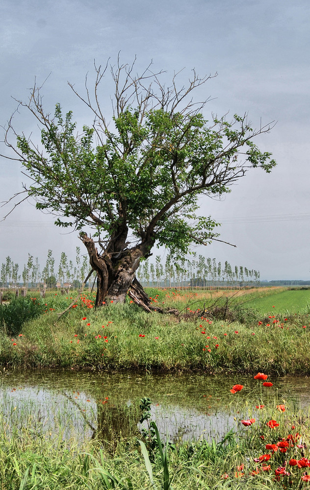 L'albero e l'acqua