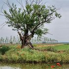 L'albero e l'acqua