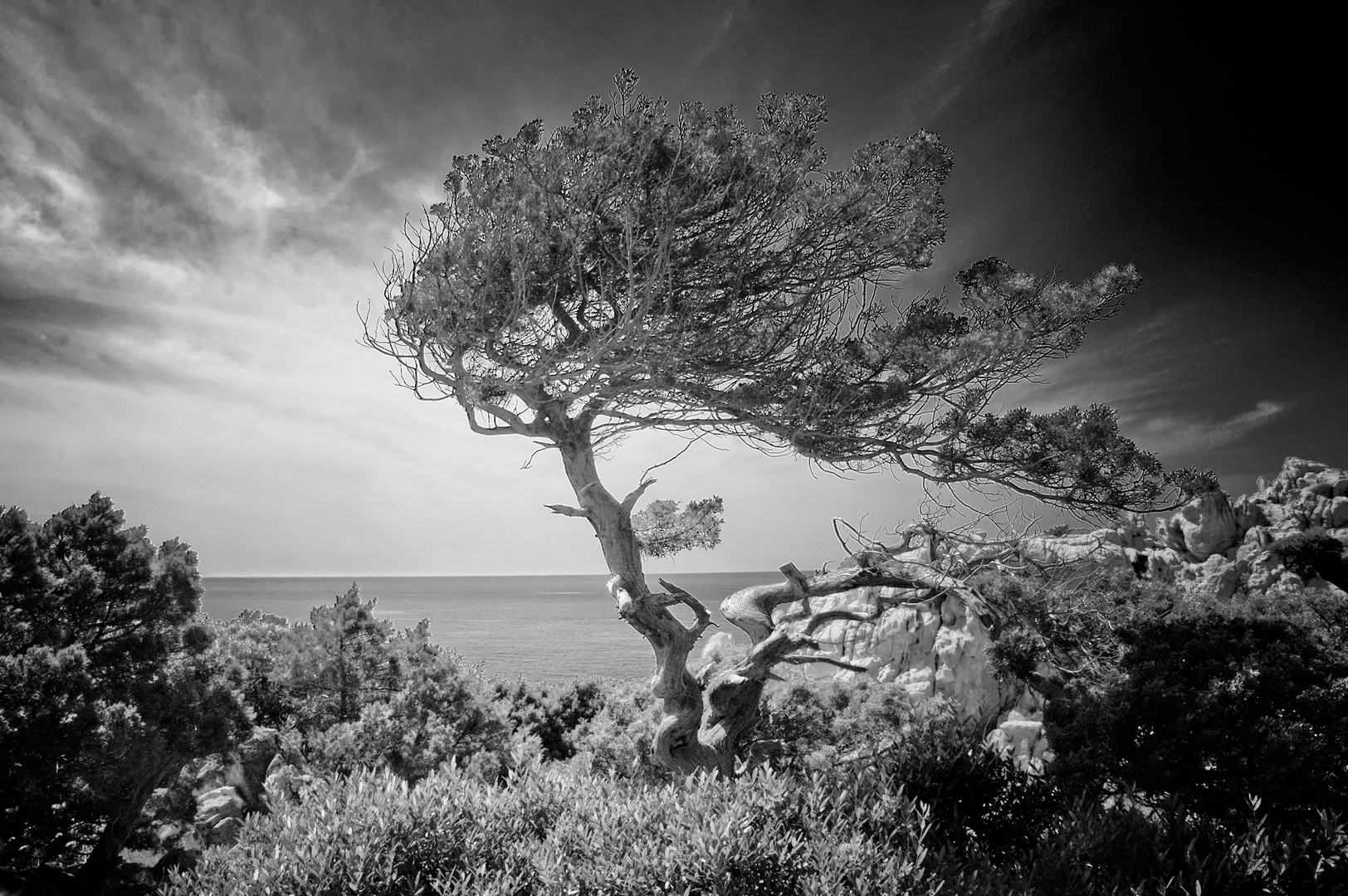 L'albero ed il vento....